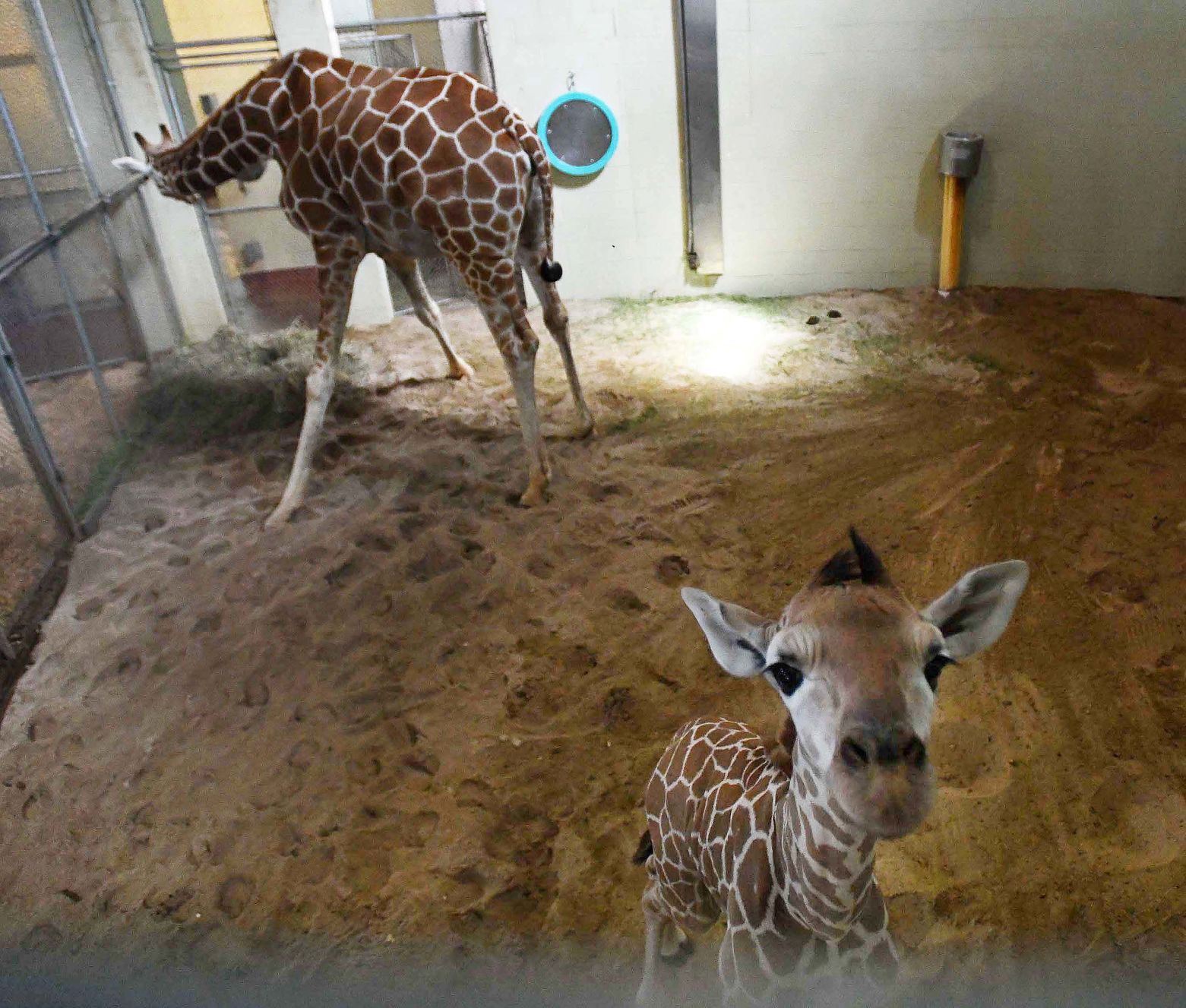 070819-news-giraffe 23.JPG